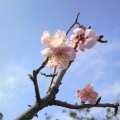 岡野公園の梅